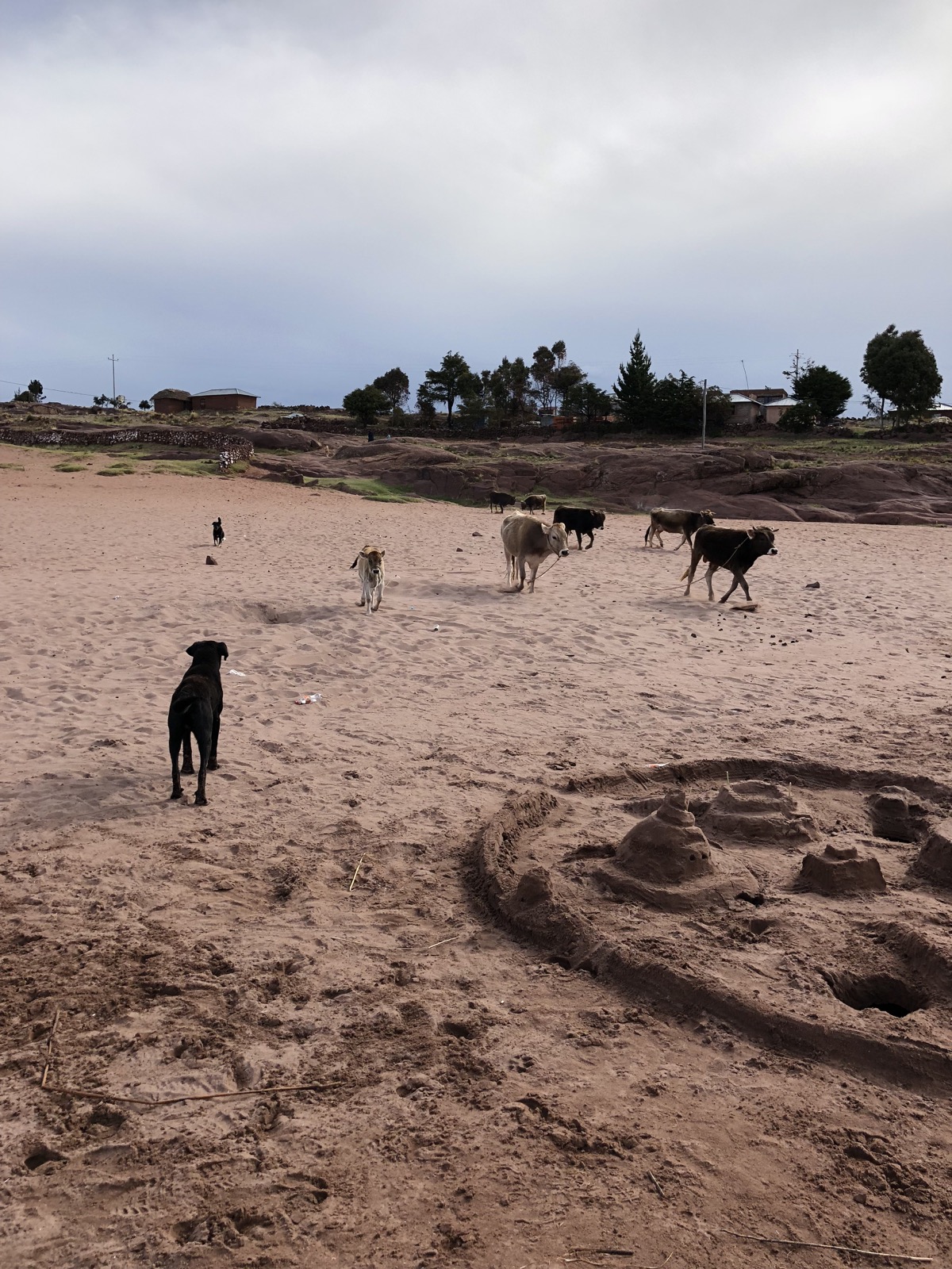 Cows running to the lake for a drink/