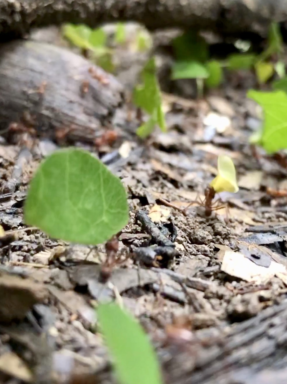 Oh the leaf-cutters!/
