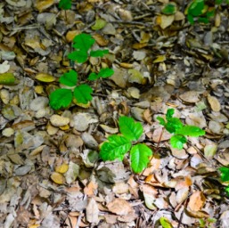 Poison oak... looks so pretty, doesn't it!/
		    