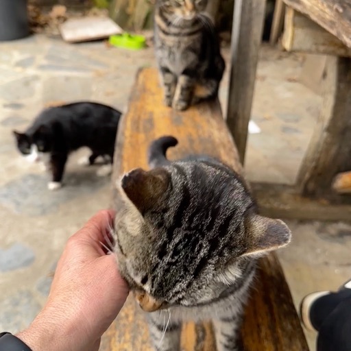 Many kitty companions at lunch in Talasnal/
		    