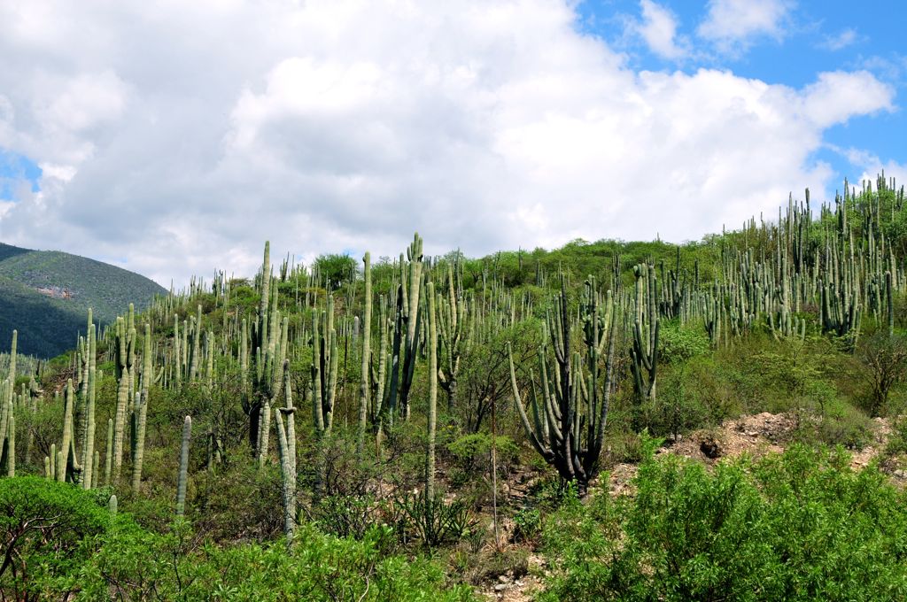 ... and a cactus jungle/