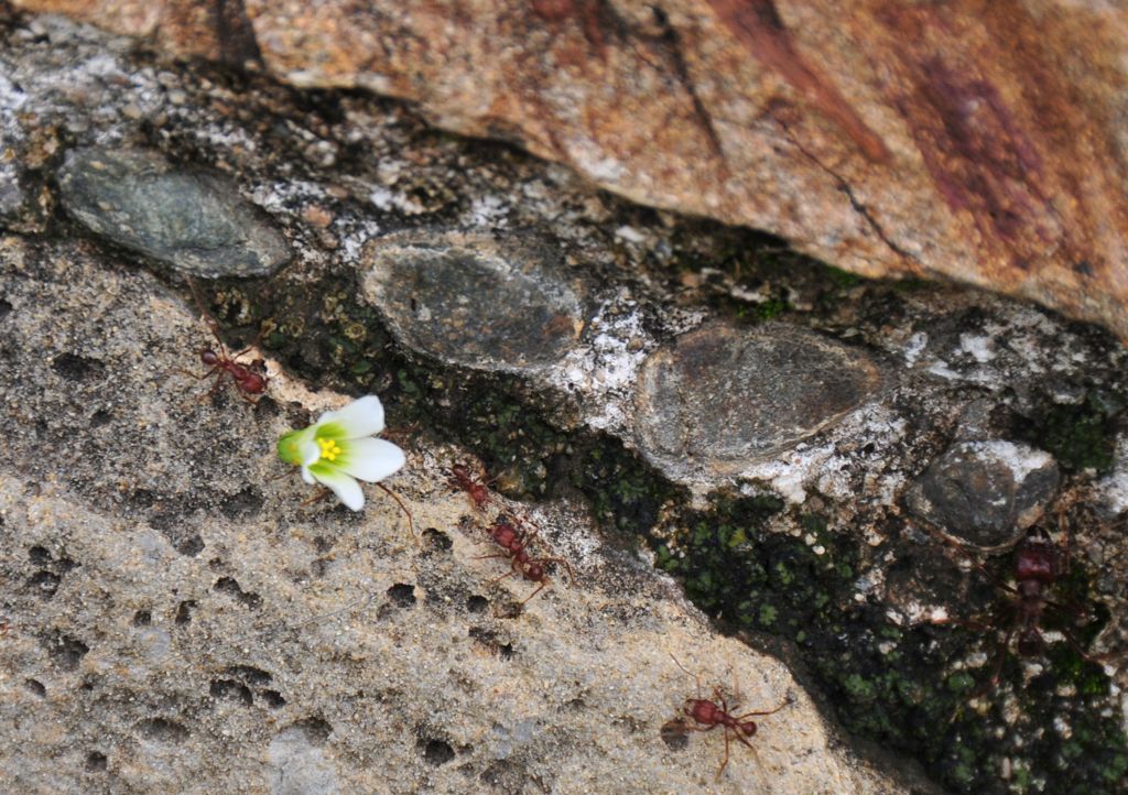 Little guy taking a flower to his lady!/
