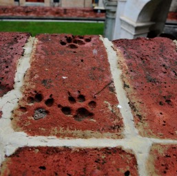 400 year old paw prints in the brick!/
		    