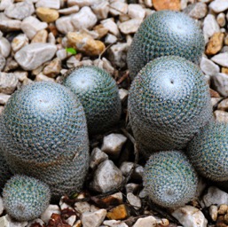 Cacti at the botanical gardens/
		    