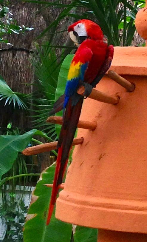 Maroma's resident parrot/