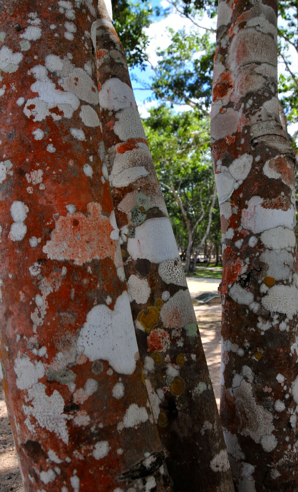 Beautiful gum trees/