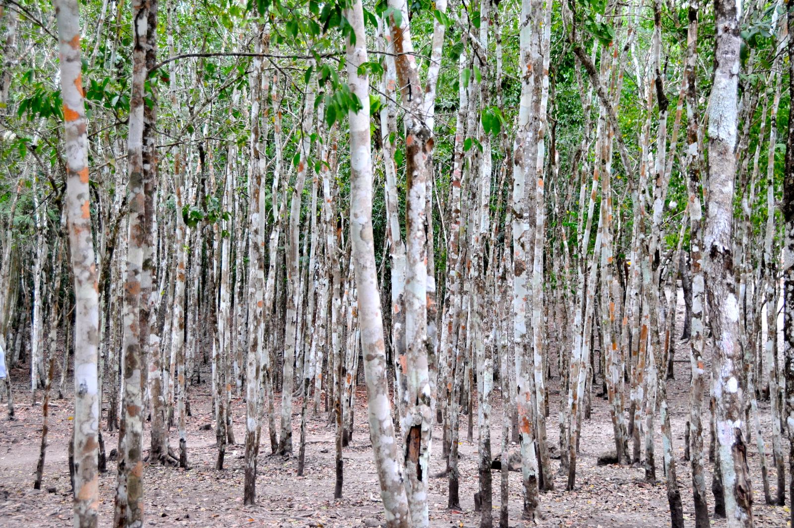 Gum forest in Cobá/