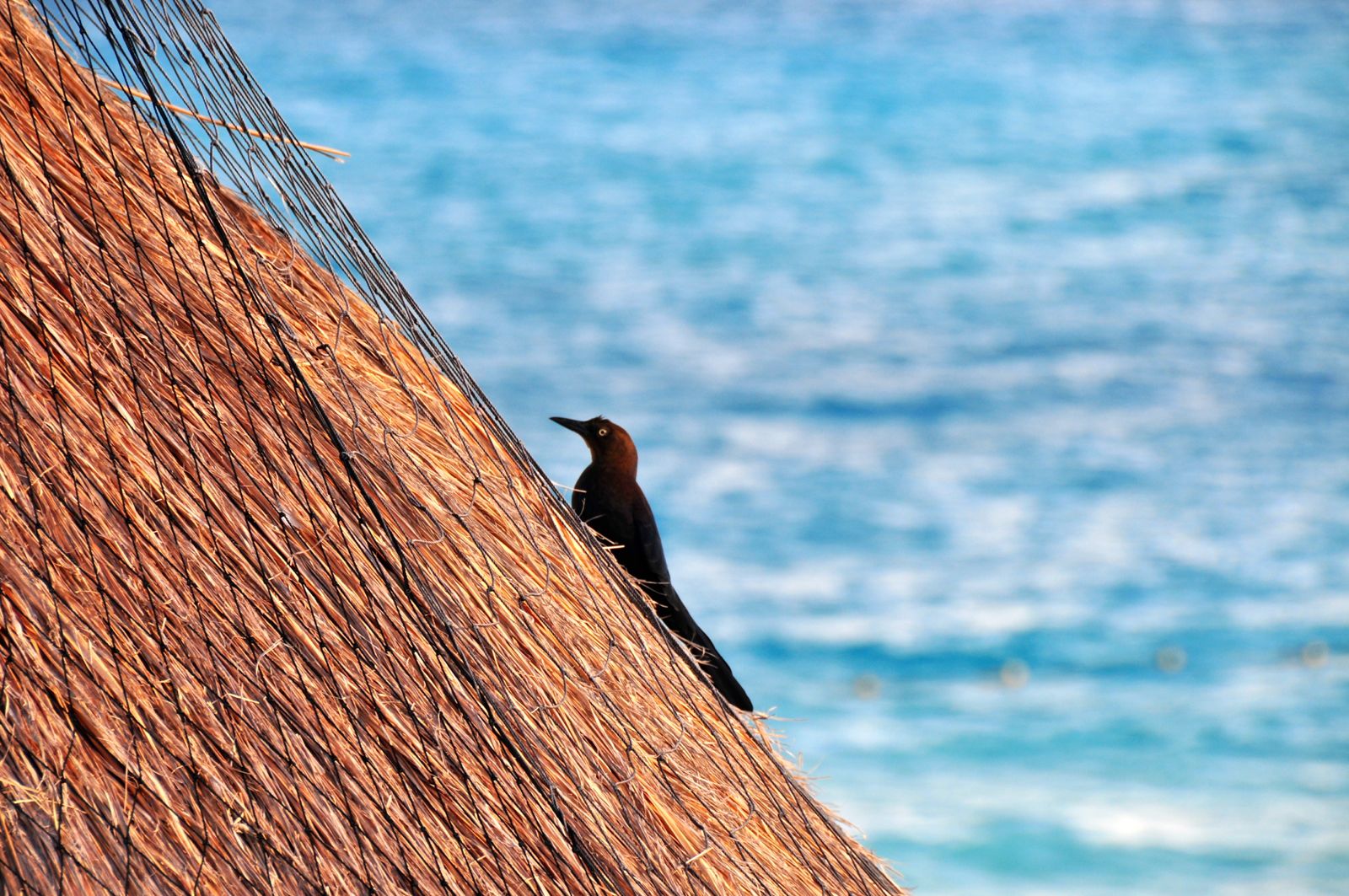 Resident black birds/