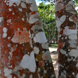 Beautiful gum trees/
		    