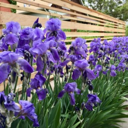 Irises!/
		    