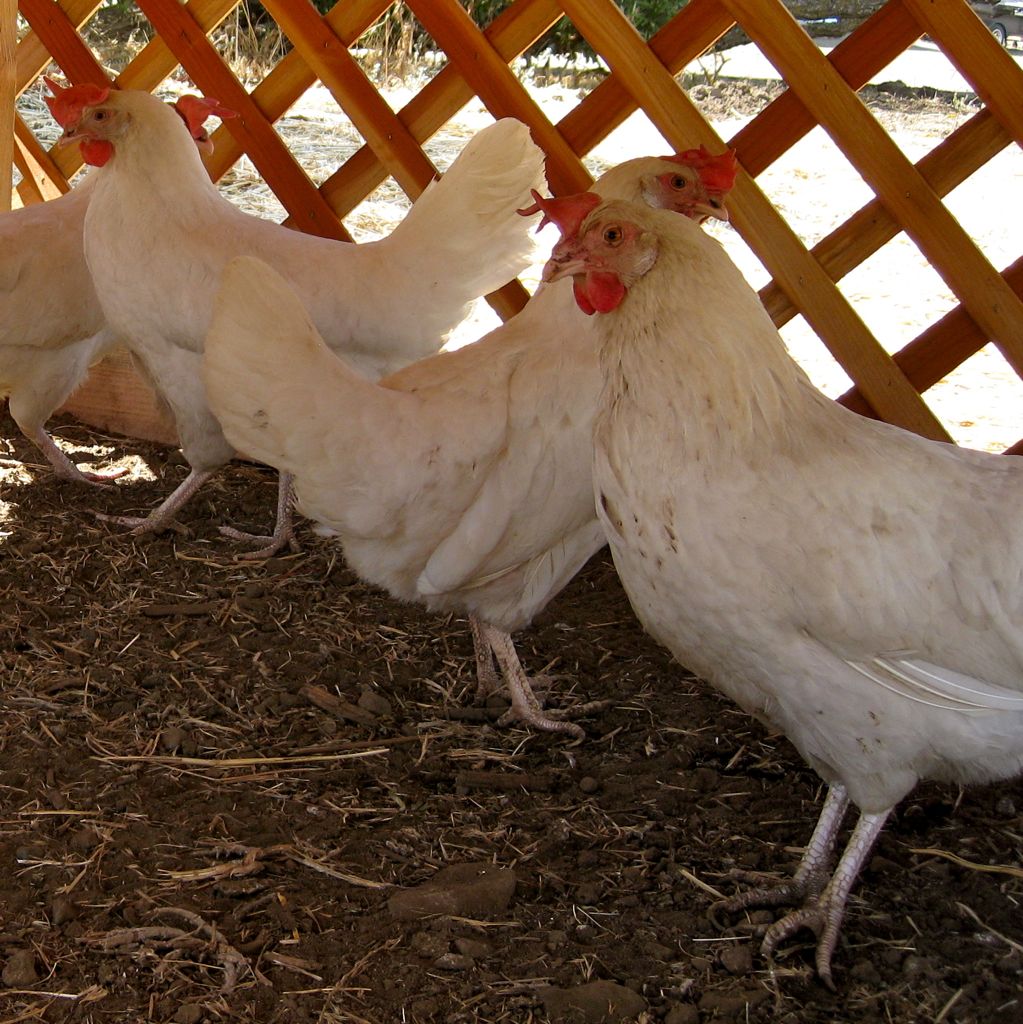 Buk buk buk buk brrr-AWK!!/