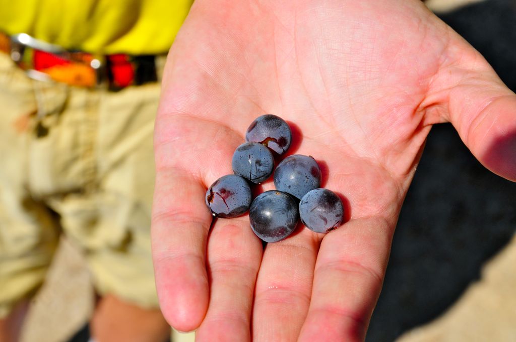 Mmmm... juicy grapes/