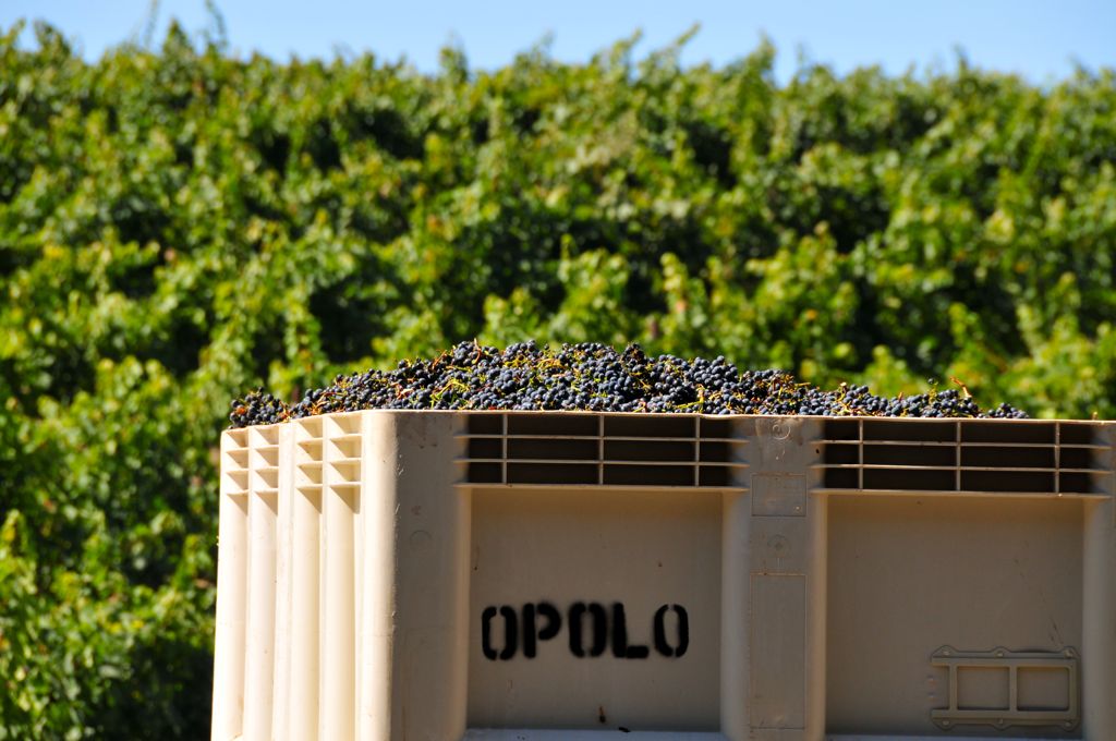 Fresh off the vines/