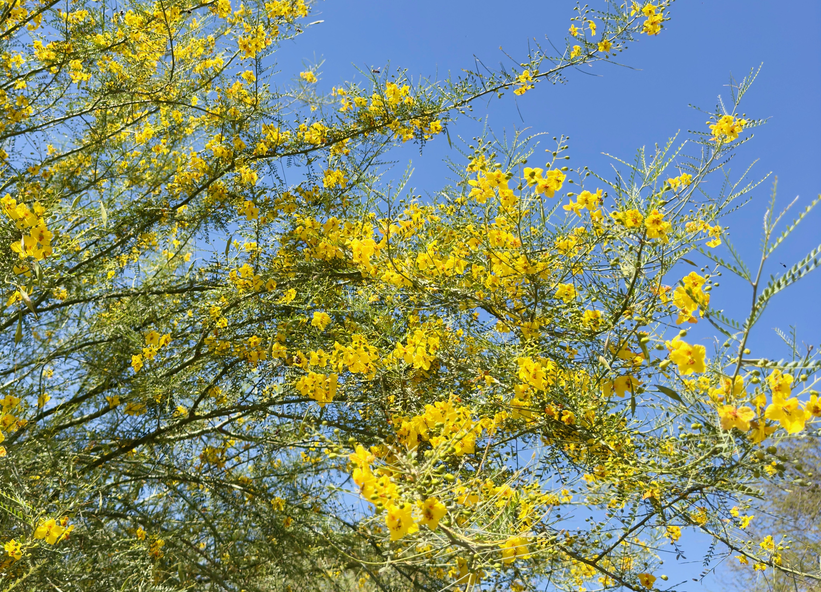 Blooming Palo verde at Desert Botanical Garden/1201 N Galvin Pkwy, Phoenix, AZ 85008, USA