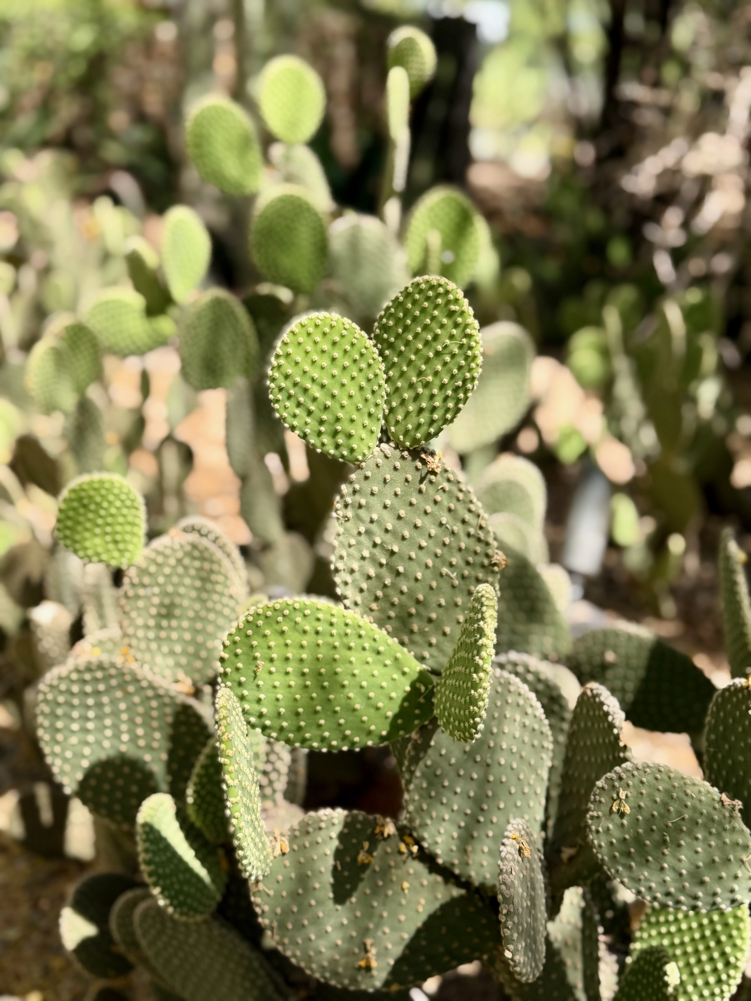 Desert Botanical Garden/1201 N Galvin Pkwy, Phoenix, AZ 85008, USA