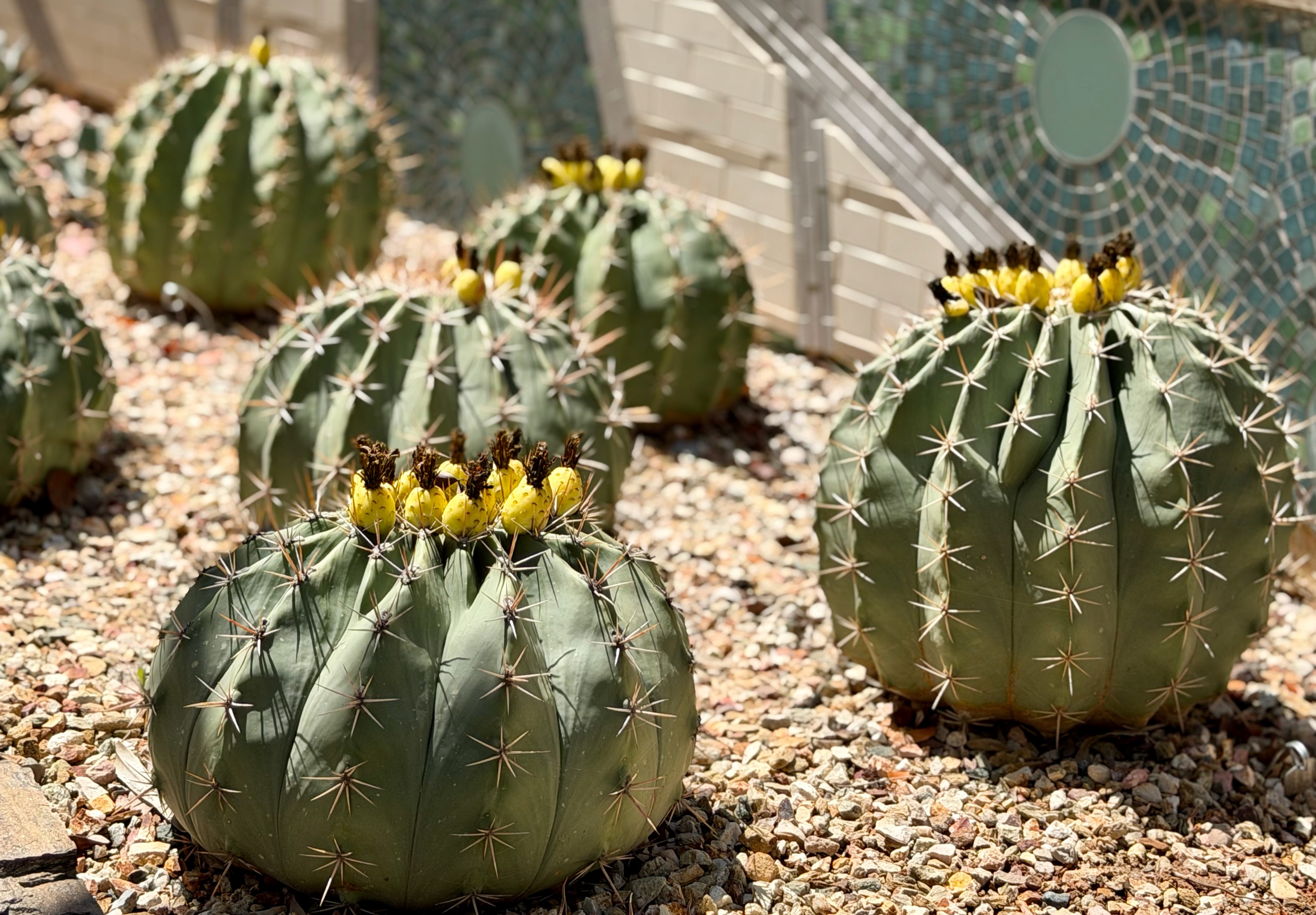 Assana in love with barrels cacti @Desert Botanical Garden/1201 N Galvin Pkwy, Phoenix, AZ 85008, USA