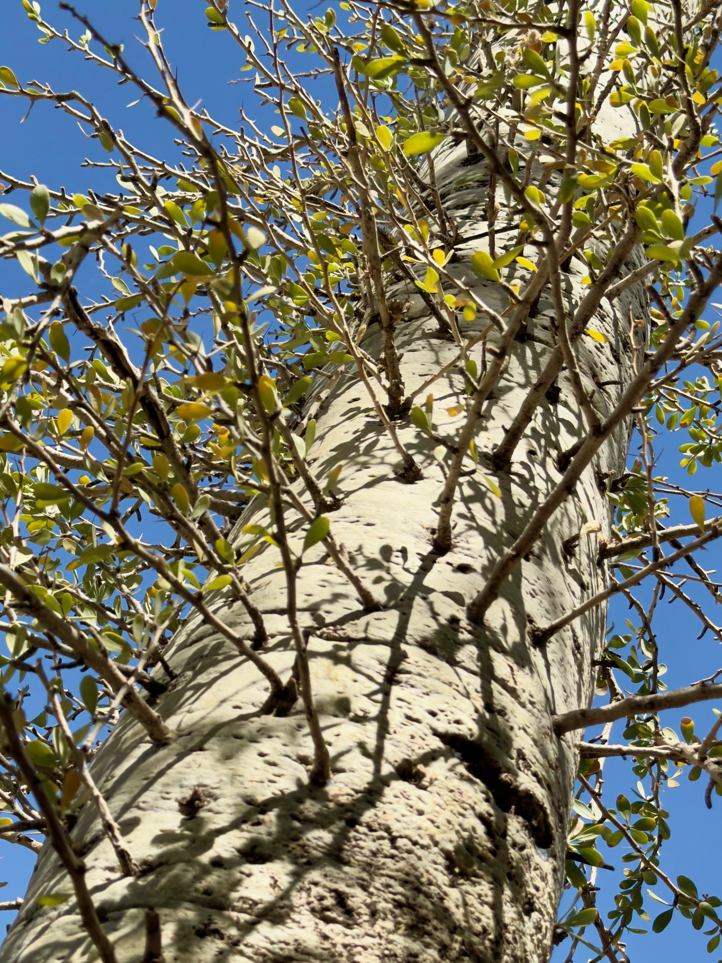 Weirdo tree: small branches sticking out the main trunk/Kitchell Family Heritage Garden, 1201 N Galvin Pkwy, Phoenix, AZ 85008, USA