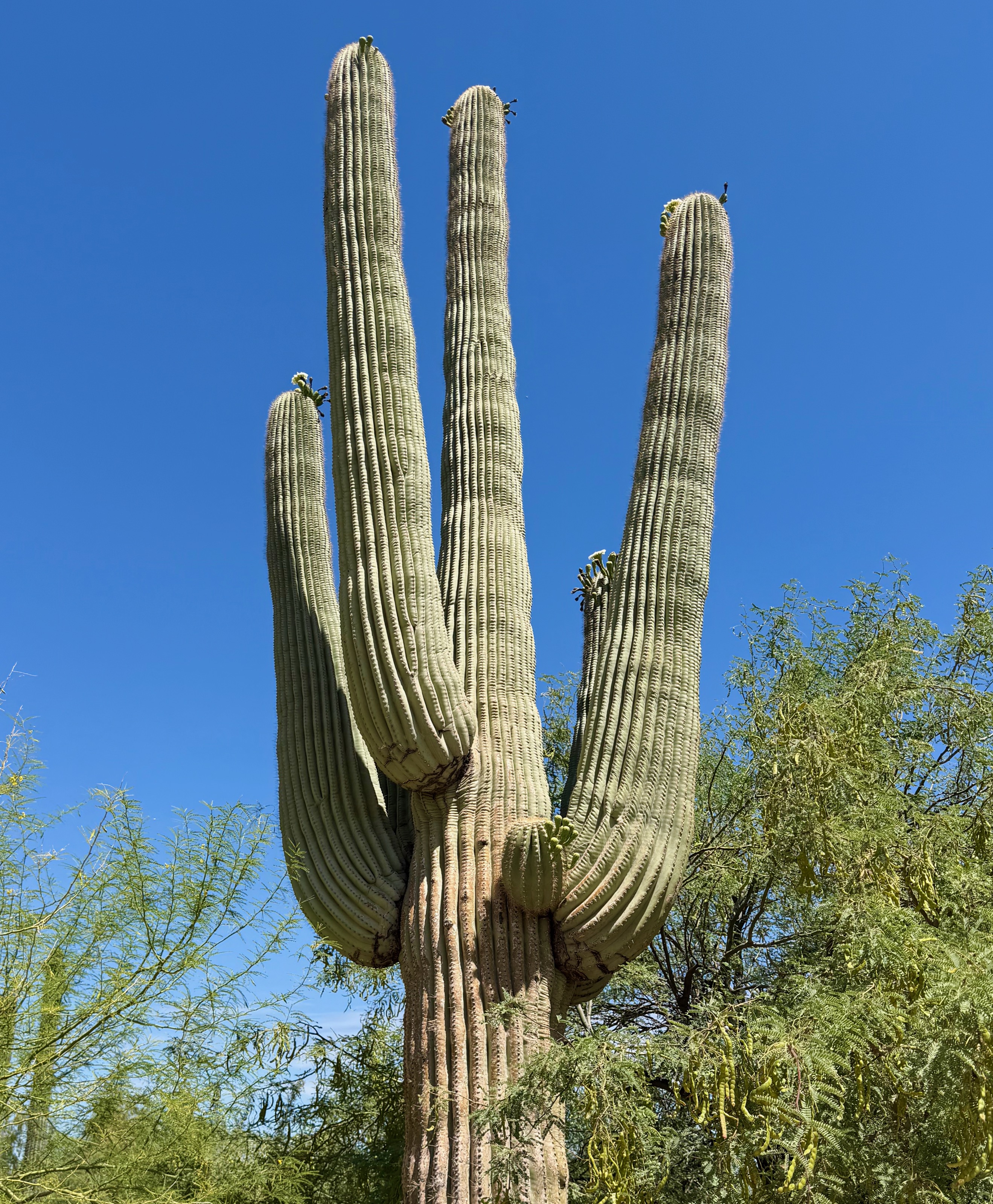 Saguaros... they look like a cartoon/Kitchell Family Heritage Garden, 1201 N Galvin Pkwy, Phoenix, AZ 85008, USA
