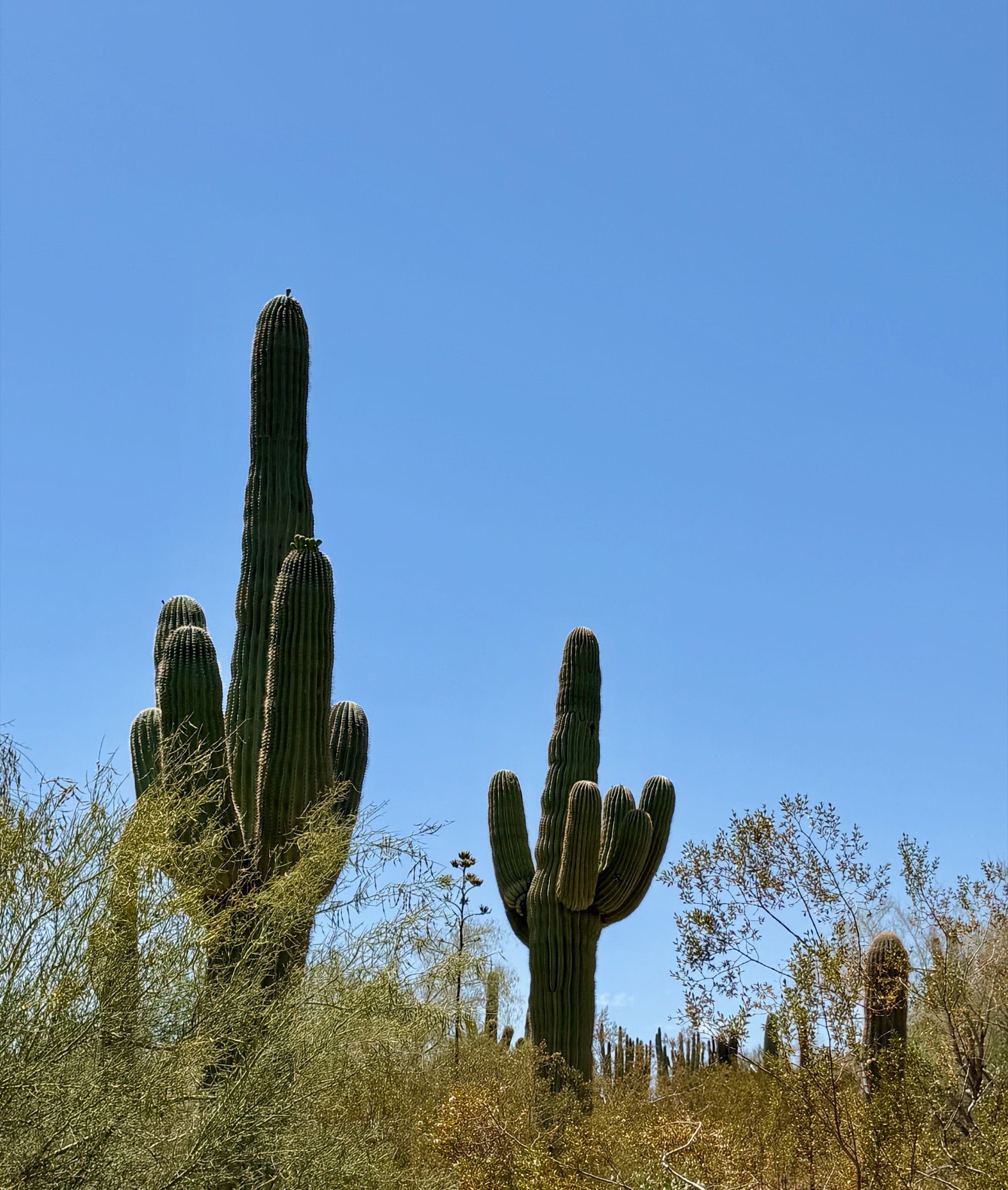 1201 N Galvin Pkwy, Phoenix, AZ 85008, USA