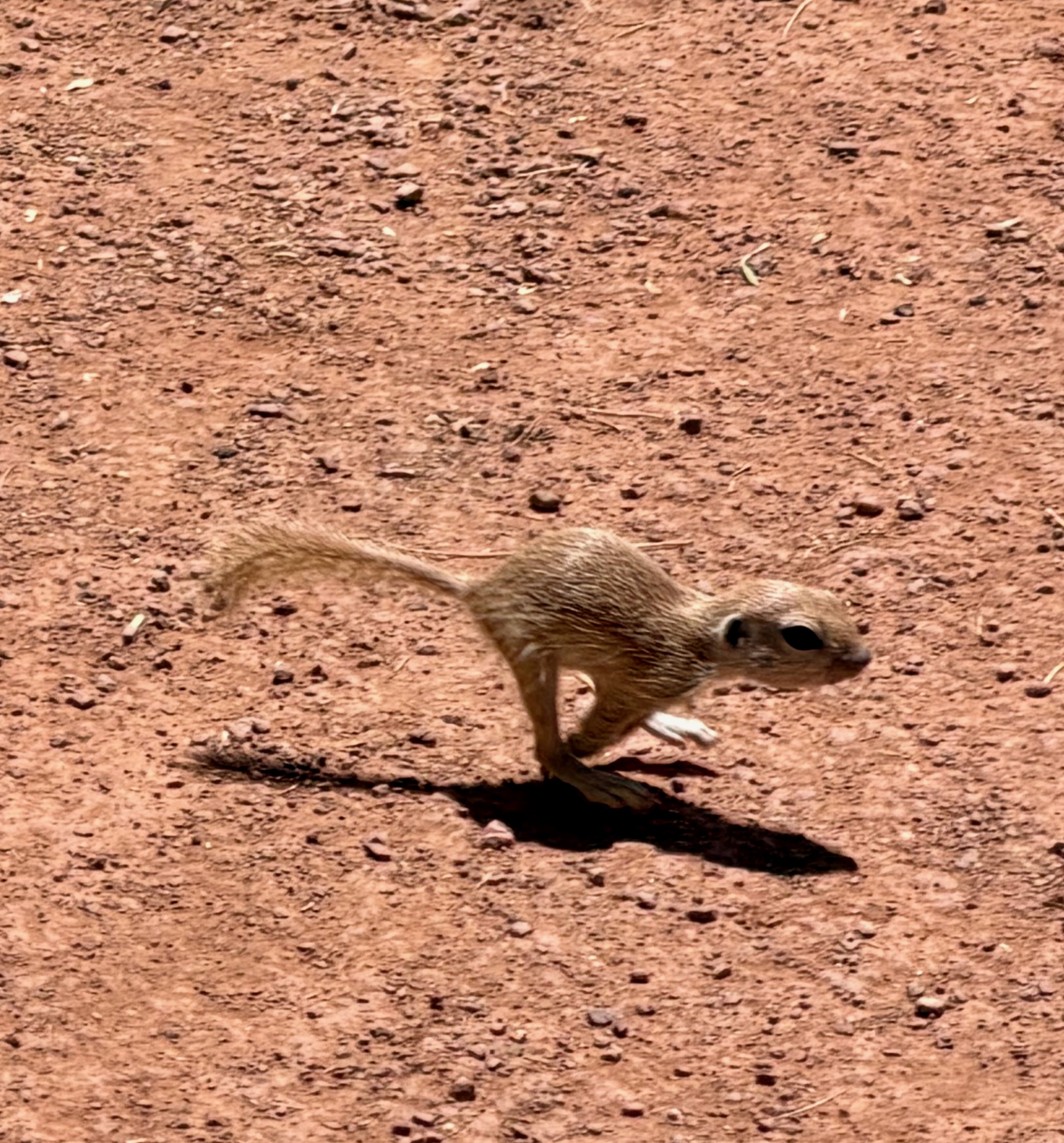 Run little munchkin, run!/1201 N Galvin Pkwy, Phoenix, AZ 85008, USA