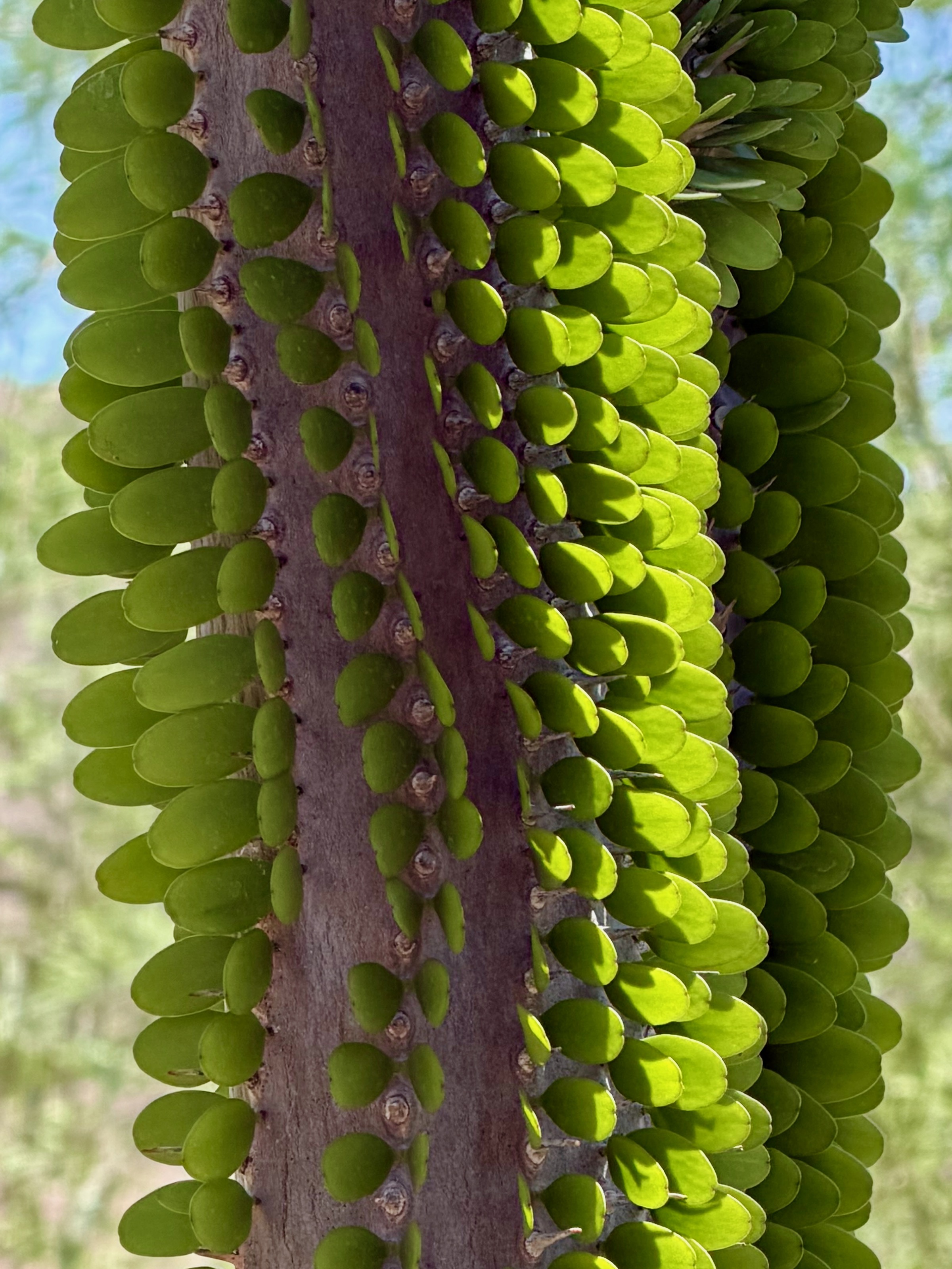 Another weirdo plant: leaves sticking out of the trunk/Plants & People of the Sonoran Desert Loop Trail, 1201 N Galvin Pkwy, Phoenix, AZ 85008, USA