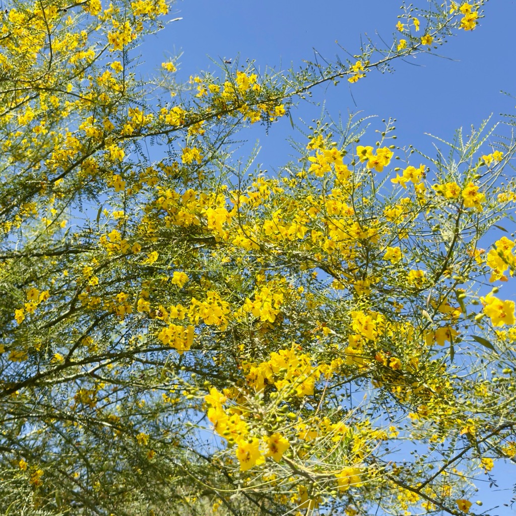 Blooming Palo verde at Desert Botanical Garden/
		    1201 N Galvin Pkwy, Phoenix, AZ 85008, USA