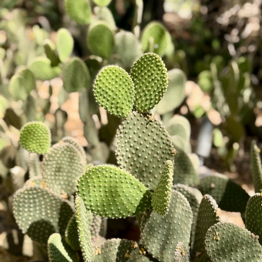 Desert Botanical Garden/
		    1201 N Galvin Pkwy, Phoenix, AZ 85008, USA