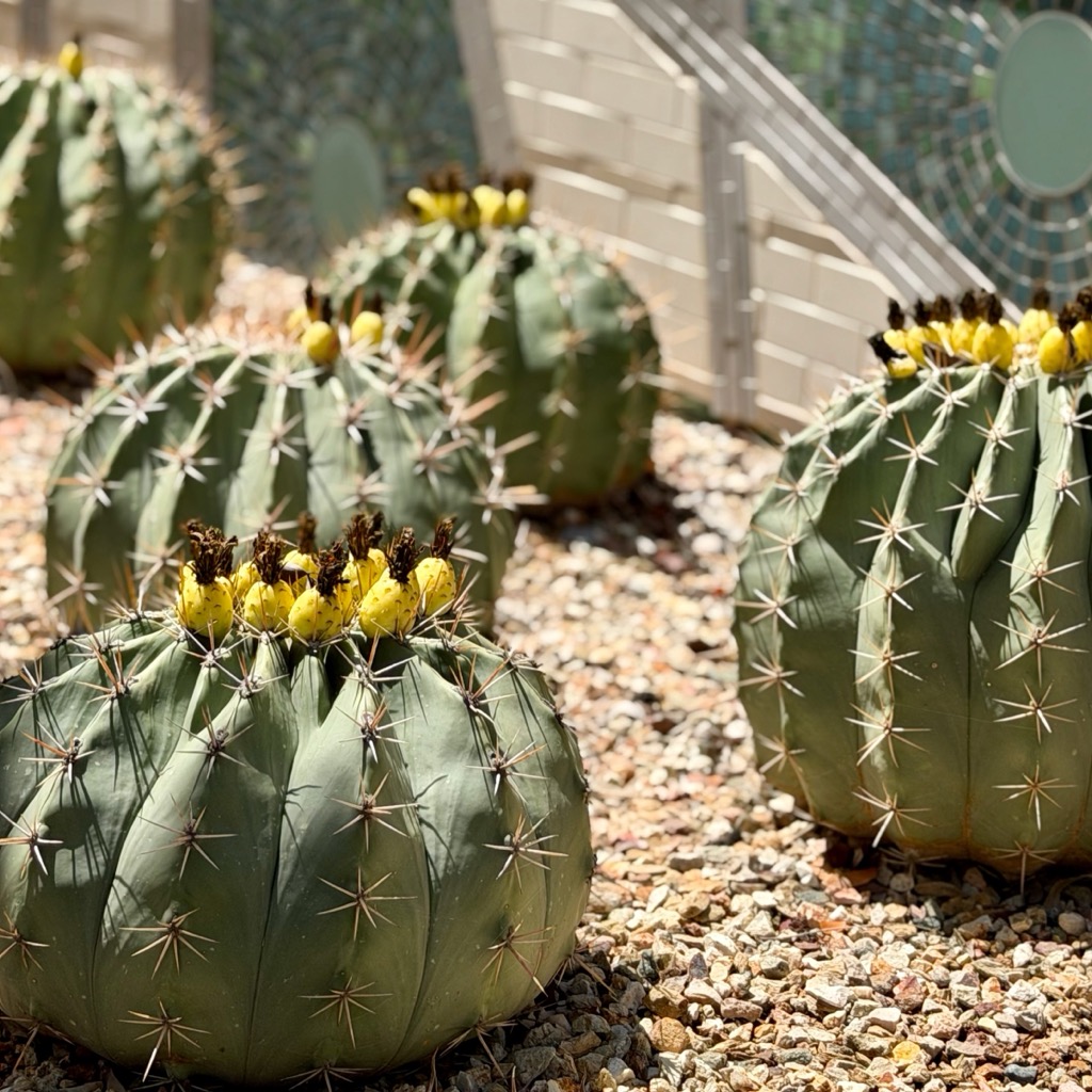 Assana in love with barrels cacti @Desert Botanical Garden/
		    1201 N Galvin Pkwy, Phoenix, AZ 85008, USA