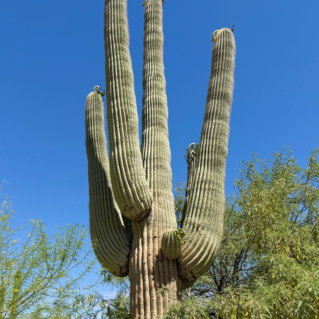 Saguaros... they look like a cartoon/
		    Kitchell Family Heritage Garden, 1201 N Galvin Pkwy, Phoenix, AZ 85008, USA