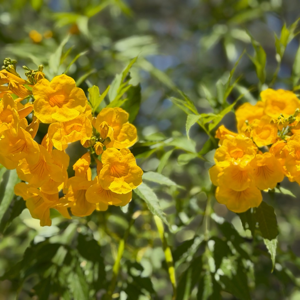 Palo brea flowers/
		    1201 N Galvin Pkwy, Phoenix, AZ 85008, USA