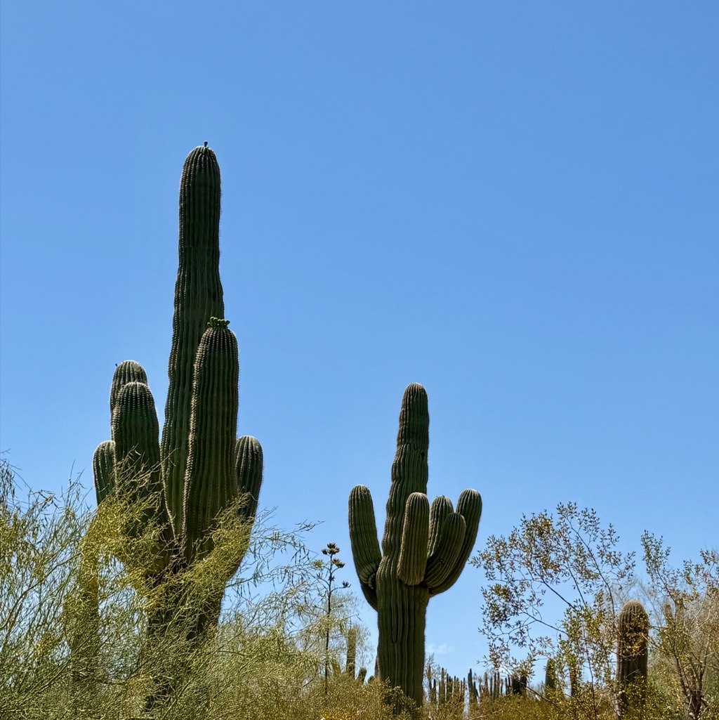 
		    1201 N Galvin Pkwy, Phoenix, AZ 85008, USA