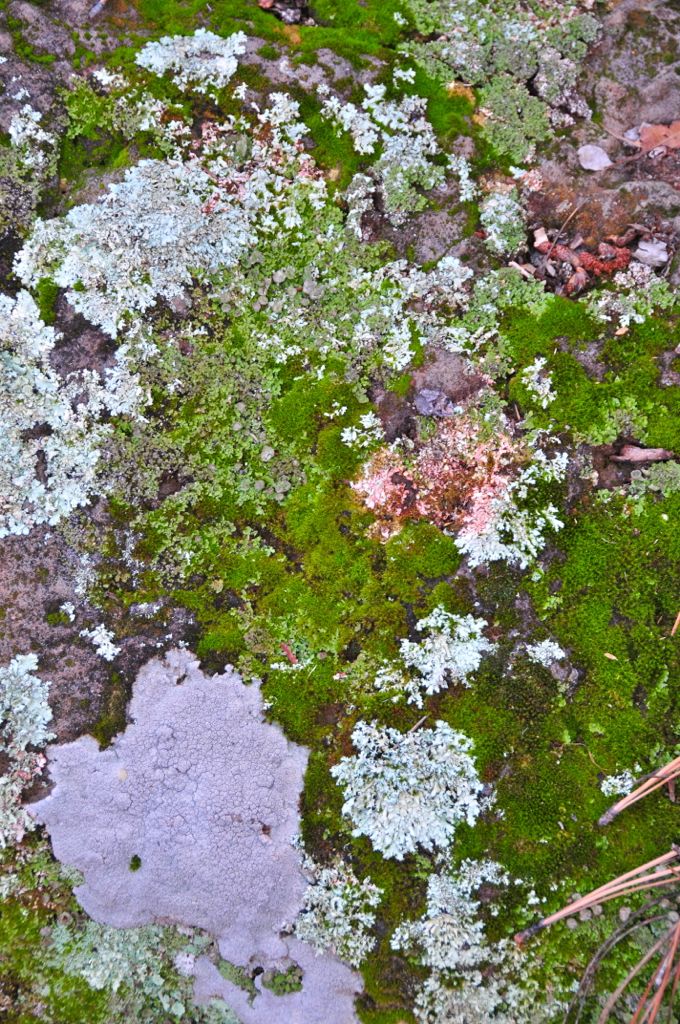 Moss... liken... fungus/