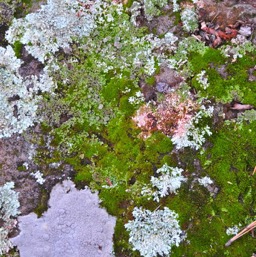 Moss... liken... fungus/
		    