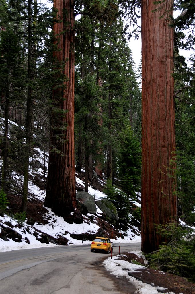Teeny car... massive trees!/