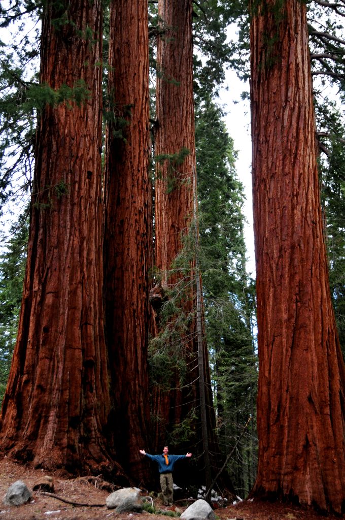 Teeny boy, massive trees!/