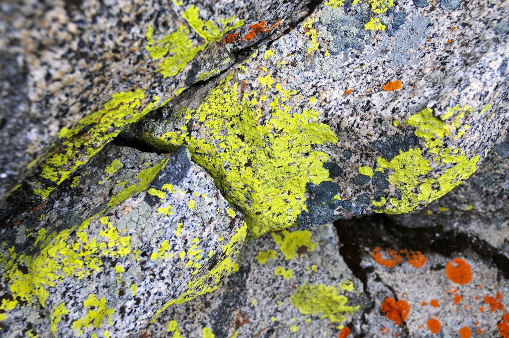 Assana's squirrel: the lichen!/