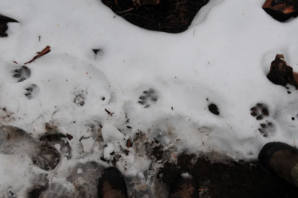 What we think are bear prints/