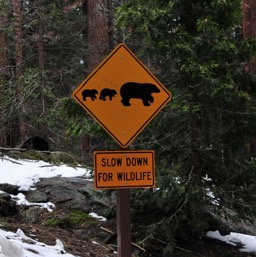 Mama-bear-and-two-babies crossing!