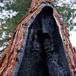 Burnt tree