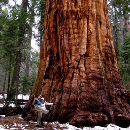 Sequoia132