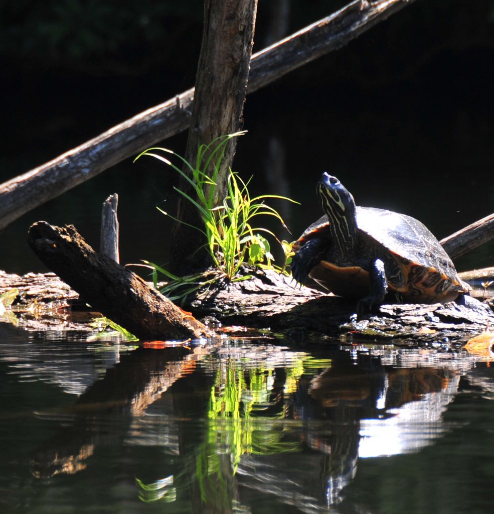 Water turtle.../