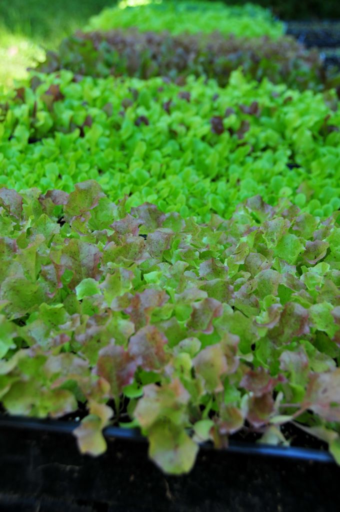 What will soon be salad/