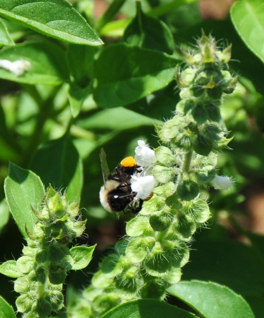 Pollen-covered bumble bee/