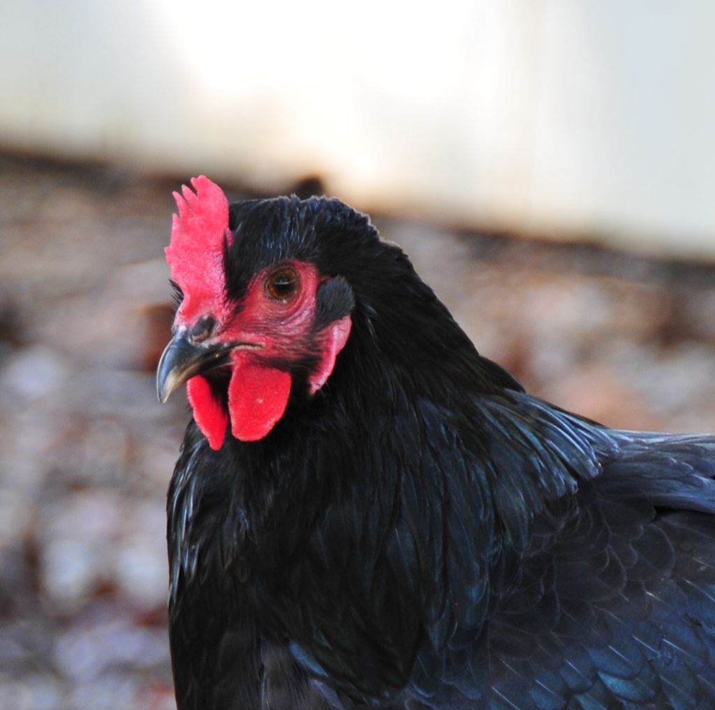 Buk buk buk buk brrr-AWK!/