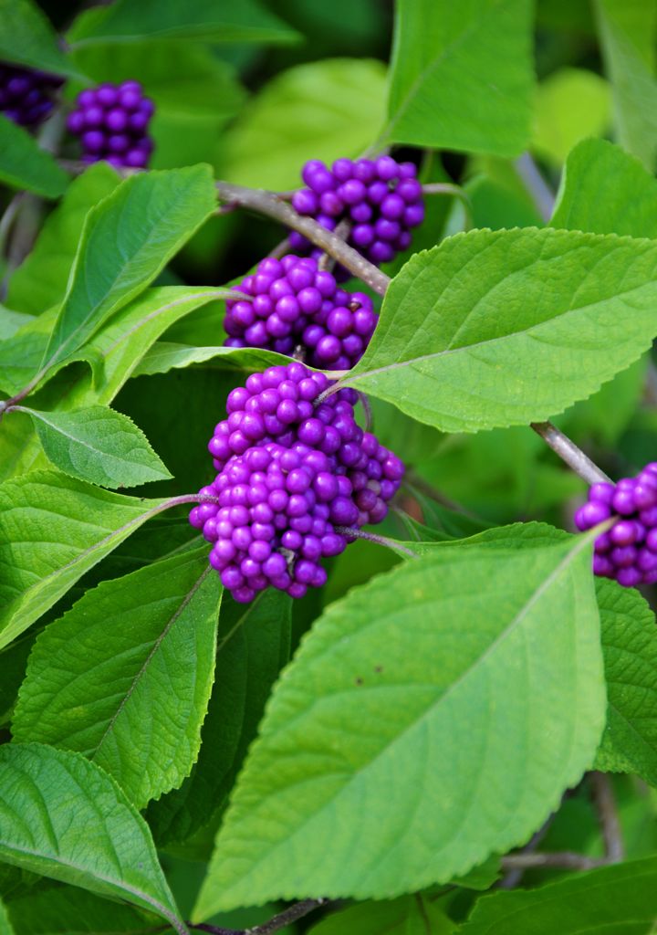 Funky purple flowers/