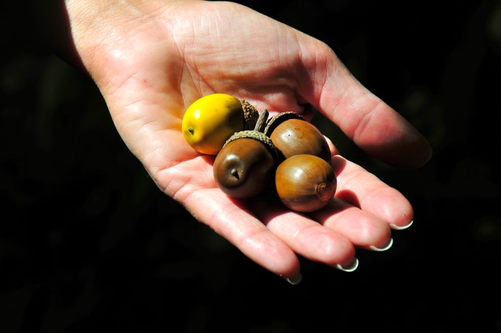 There were thousands of these on the floor... and they fell like a light rain/