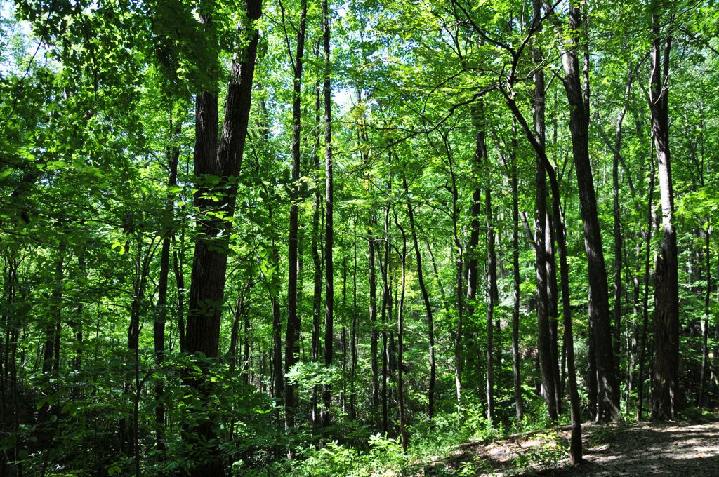 Nut forest on the hike to Laurel Falls/