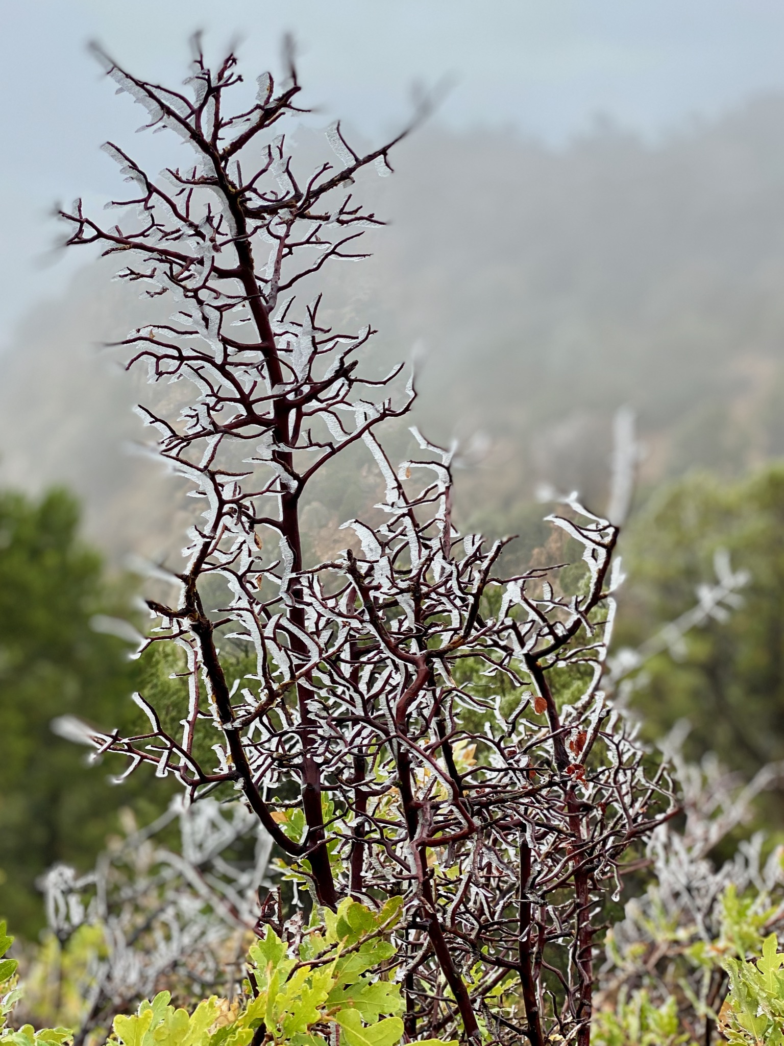 Freezing fog over night/