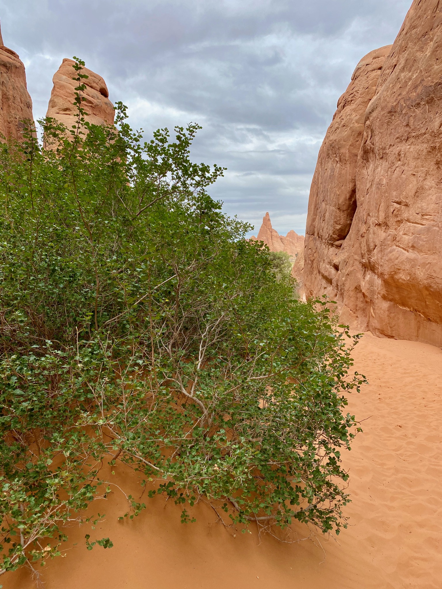 How does a plant grow in this environment?/