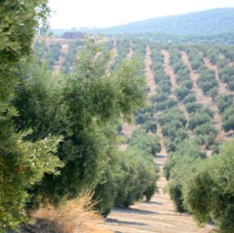 Driving thru 25% of world's olive trees/
		    
